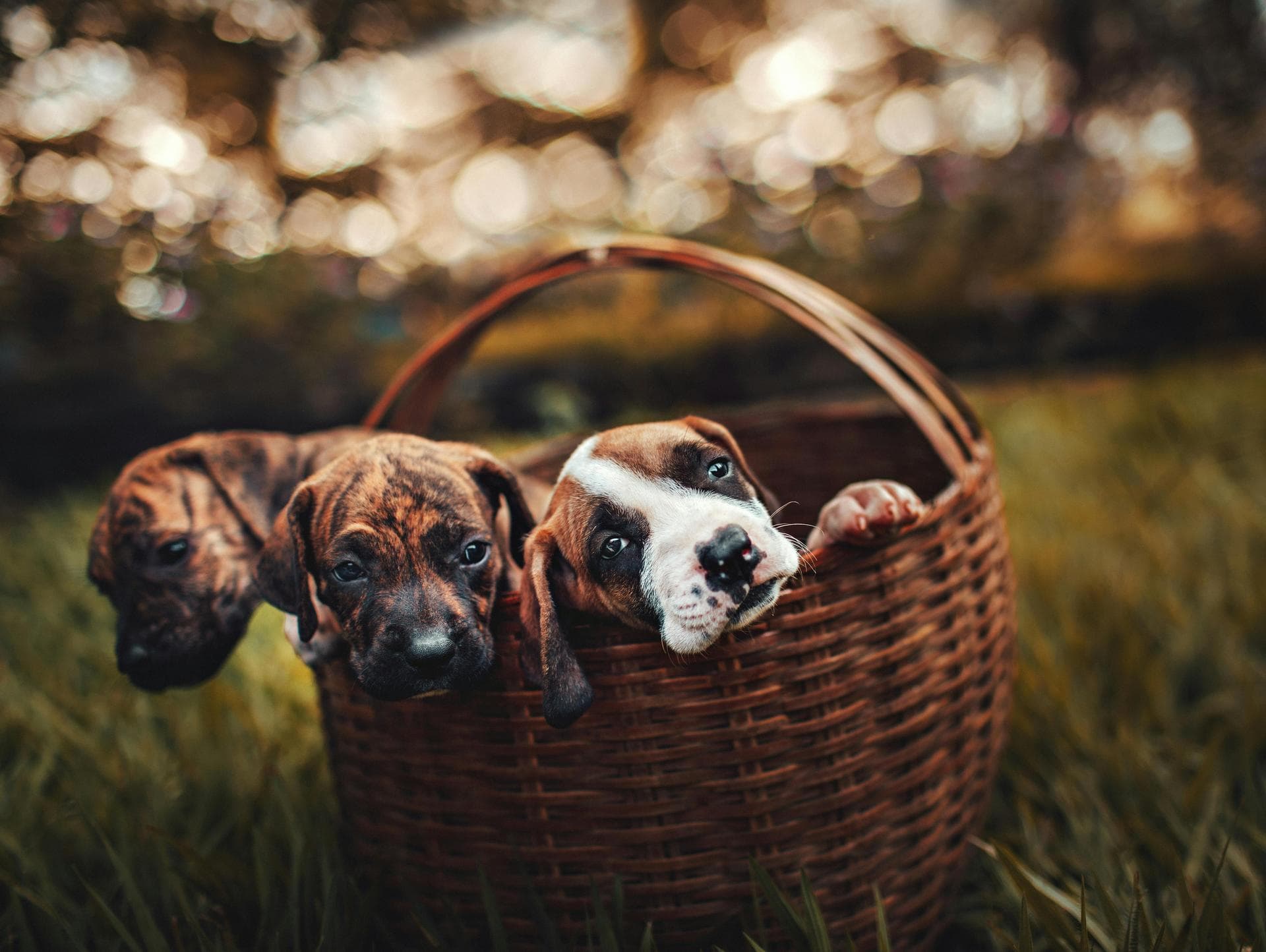 Specialist Vets in United States